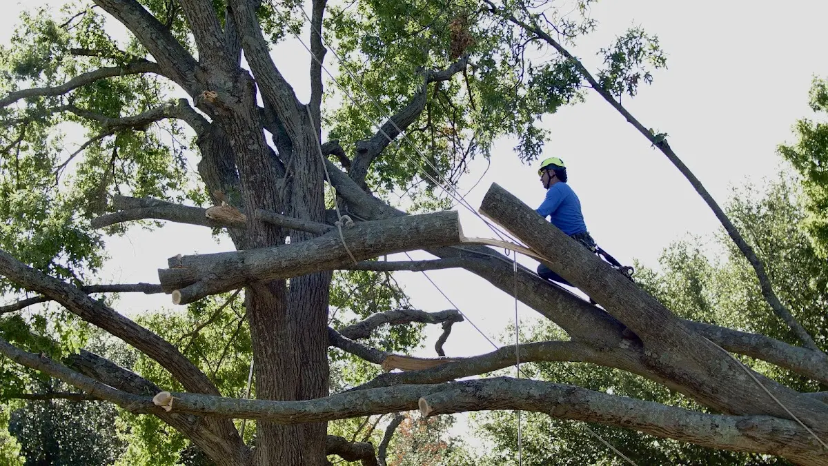 Professional Crown Thinning performed by certified arborists in San Ardo